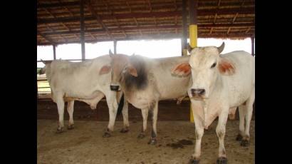 Proyecto de ceba de toros