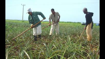 Siembra de piña