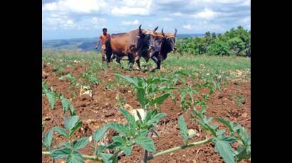 Agricultura cubana