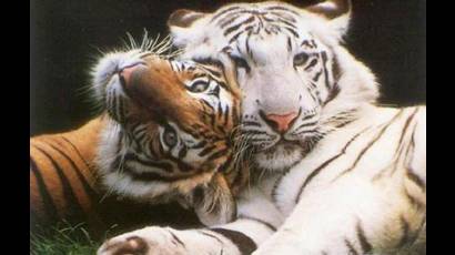 Tigres