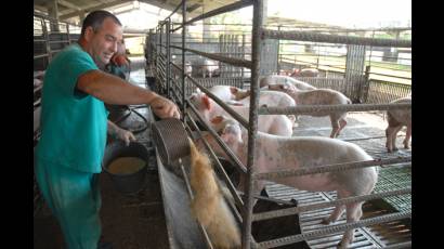 Unidad porcina del Instituto de Ciencia Animal