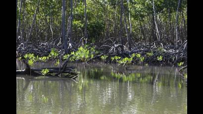 Manglar