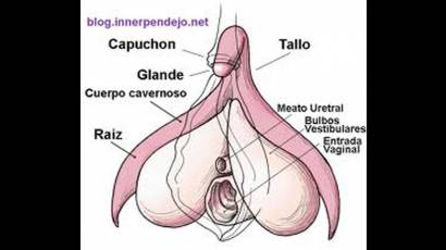 Esquema del clítoris