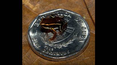 Especies de rana con propiedades tóxicas Habitan en cuba