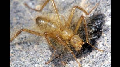 Mosca con aspecto de araña