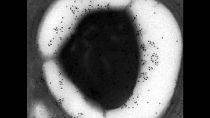 El almidón modificado podría curar el paludismo