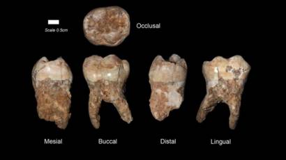 Dientes de antiguos Homo Sapiens