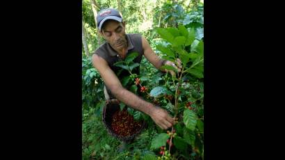 Producción cafetalera