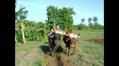 Recuperación agrícola cubana