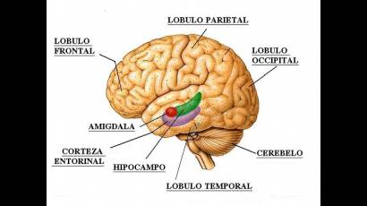 Cerebro Humano