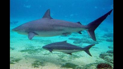 Tiburones