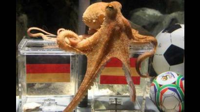 Pulpo Paul