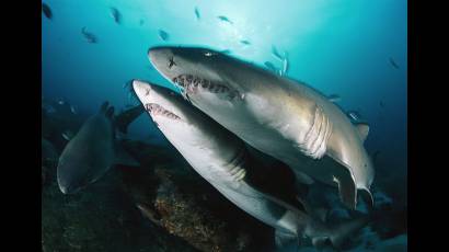 Tiburones presentan buena visión, pero no distinguen los colores