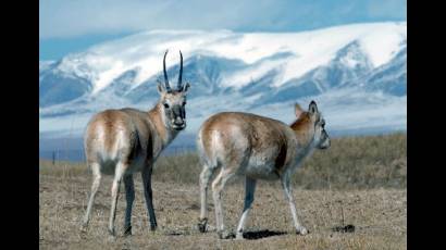 Antílopes tibetanos