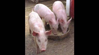 Alimentación porcina