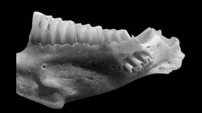 Dientes de la rata de agua prehistórica