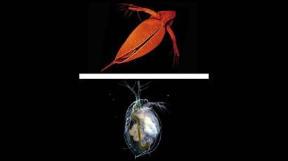 Daphnia pulex