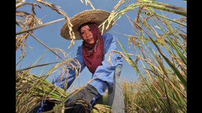 Mujer en labores agrícolas