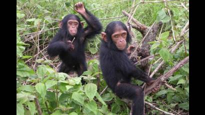 Dos jóvenes chimpancés