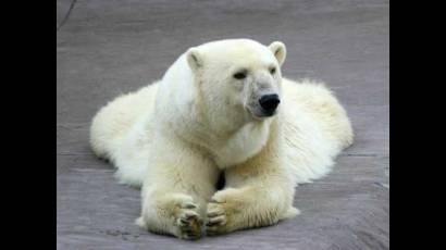 Oso polar