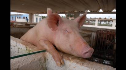 Crianza de cerdo