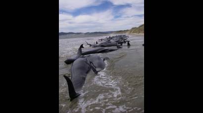 Ballenas encalladas