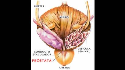 Próstata
