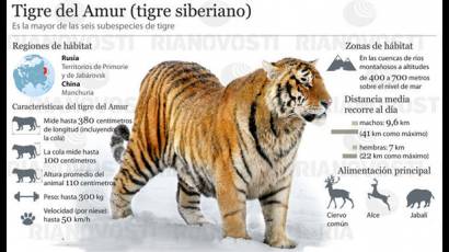 Tigre Amur o siberiano