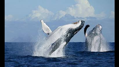 Ballenas jorobadas