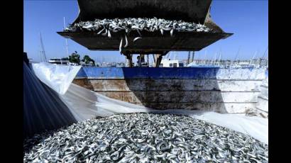 Millones de sardinas muertas