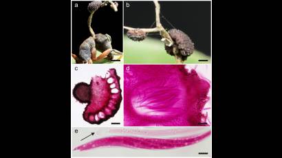 Infección de las hormigas amazónicas