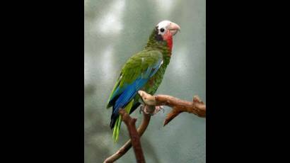 Cotorra cubana
