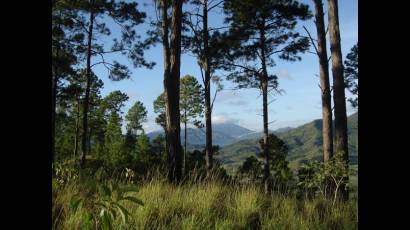 Bosques de Cuba