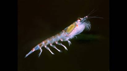 krill
