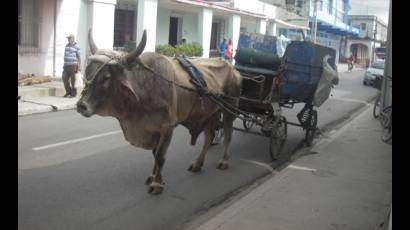 Animales de carga