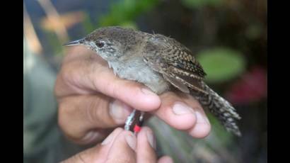 La ferminia, un ave en peligro de extinción