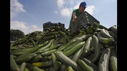 Agricultor andaluz