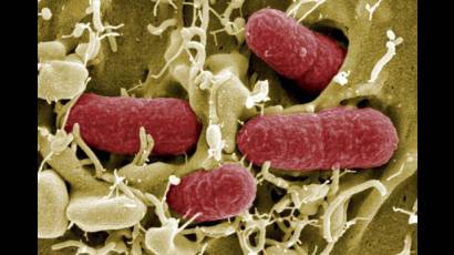 bacteria Escherichia coli enterohemorrágica (ECEH)