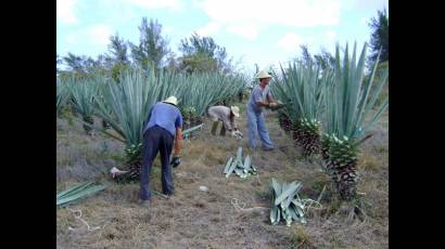 Fabricación de fibra de henequén