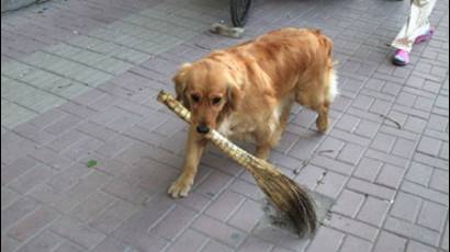 Perrito 