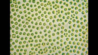 Chlorella vulgaris