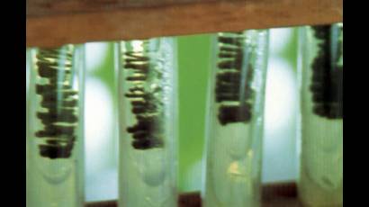 Chlorella vulgaris