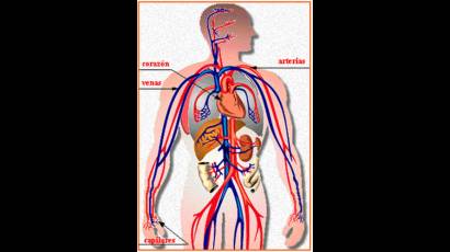 El cuerpo humano adulto tiene entre 4,5 y 6 litros de sangre.  En cada donación se colectan 440 mililitros