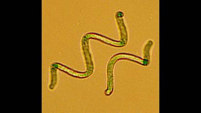 Espirulina 