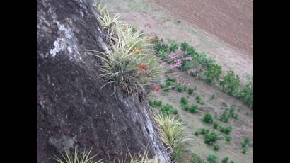 Orquídeas 