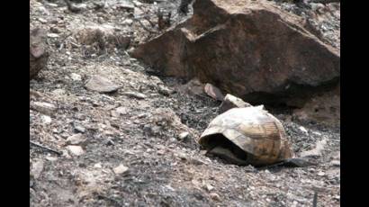 Caparazón de una tortuga mora