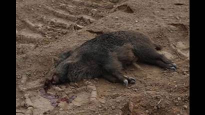 Muertes de jabalíes en noroeste de Francia 