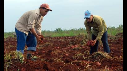 Sector agrícola