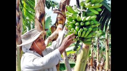 Agricultura