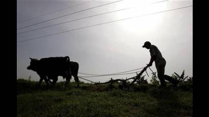 Sector agrícola 